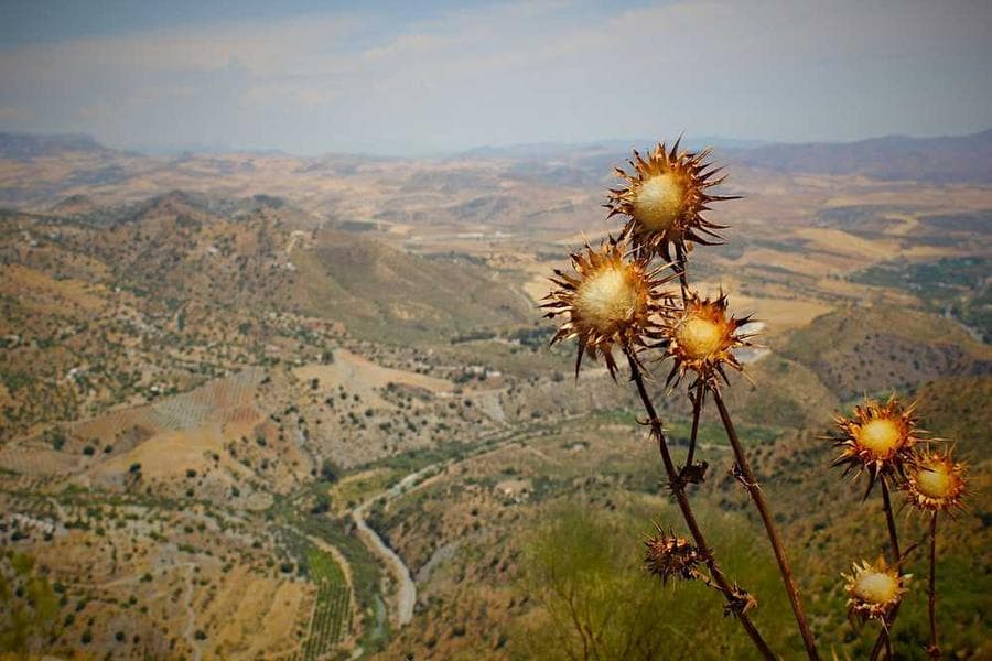 Green Acres: Emlak Sektöründe Dijital Dönüşüm